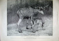 Original Old Antique Print 1899 Zoological Gardens Moose Father Child Nature