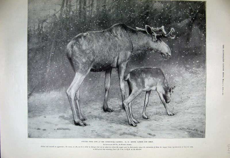 Original Old Antique Print 1899 Zoological Gardens Moose Father Child Nature