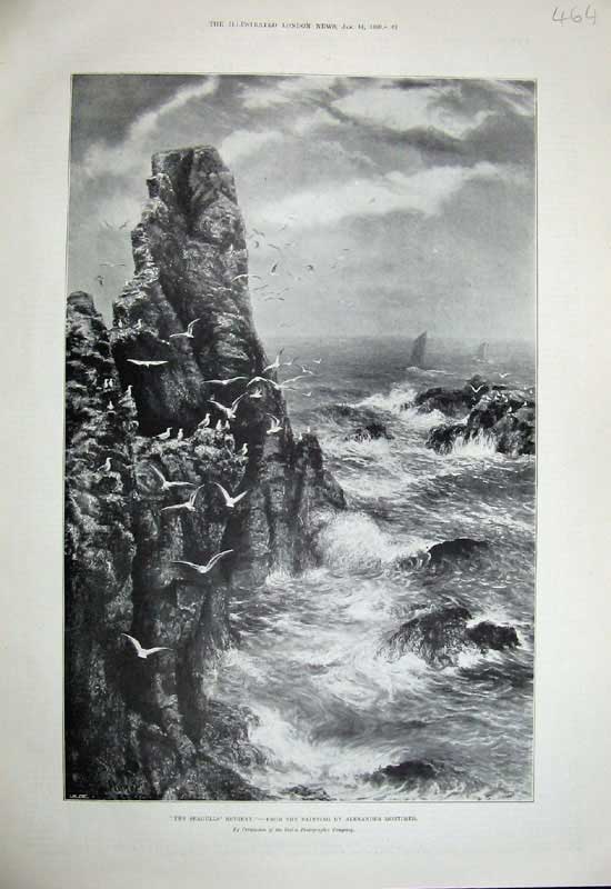 Old Antique Print 1899 Seagulls Birds Rocks Sea Stacks Alexander Mortimer 19th