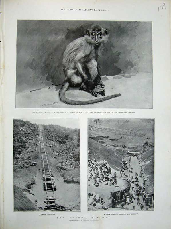 Old Antique Print 1900 Monkey Prince Wales Uganda Railway Leimono Douraki 20th