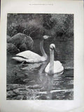 Old Antique Print 1900 Ostend Sea Beach Sand Children Whooper Swan Lake 20th