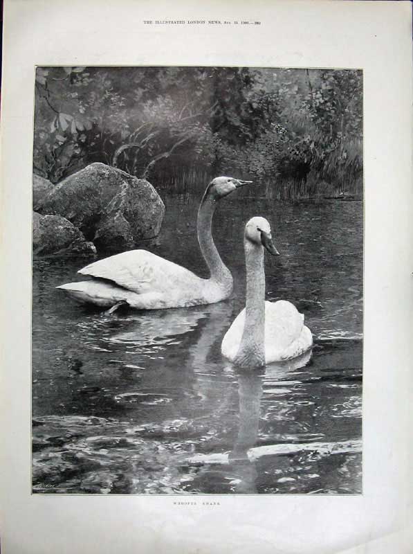 Old Antique Print 1900 Ostend Sea Beach Sand Children Whooper Swan Lake 20th