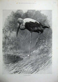 Original Old Antique Print 1900 Nature Bird Indian Tantalus Animals Country