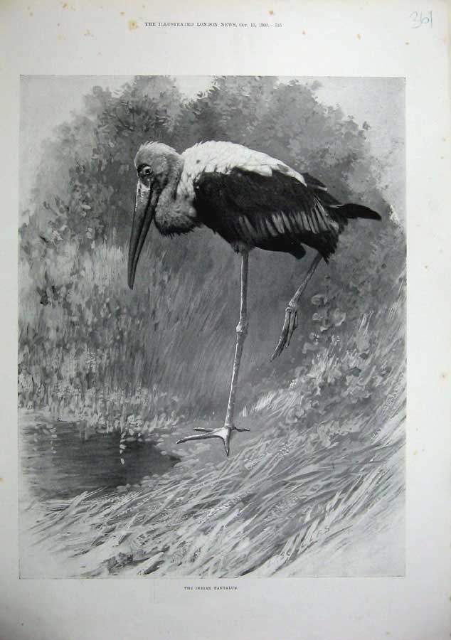 Original Old Antique Print 1900 Nature Bird Indian Tantalus Animals Country