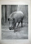 Original Old Antique Print 1900 Kansas Fire Brigade Crystal Palace Javan Swine