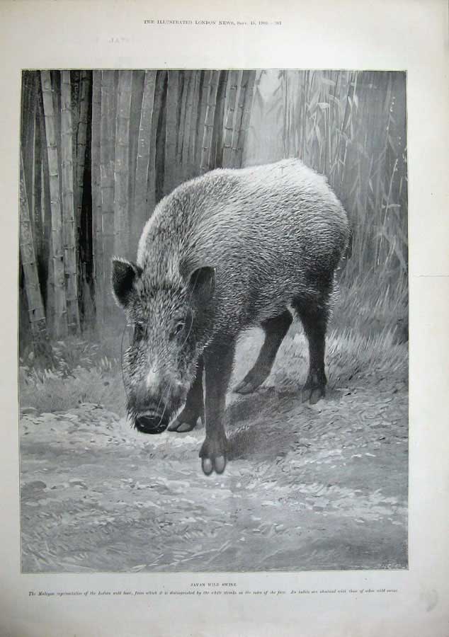 Original Old Antique Print 1900 Kansas Fire Brigade Crystal Palace Javan Swine
