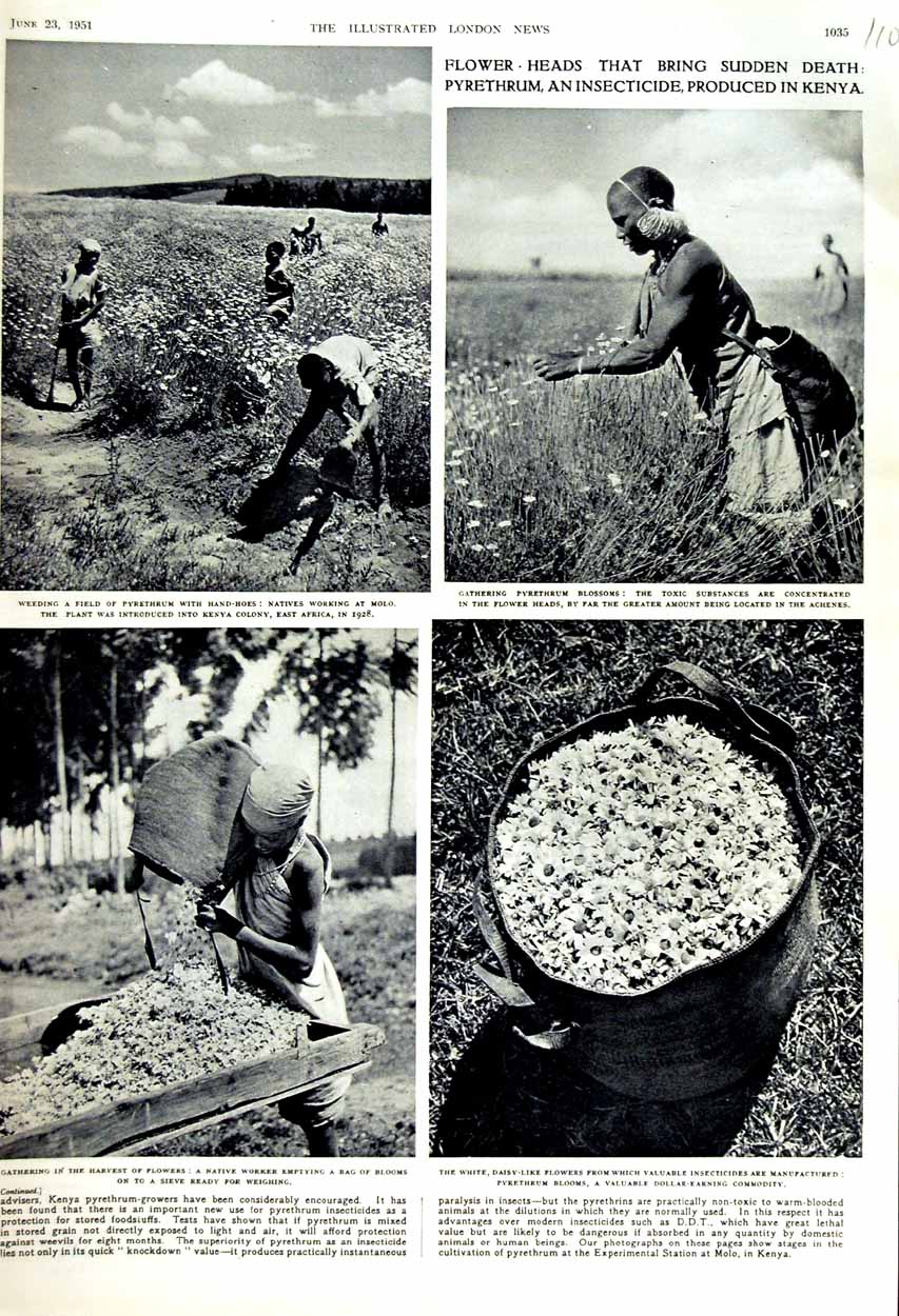 Old Vintage Print 1951 Harvest Flowers Kenya Pyrethrum Insecticide Blooms 20th