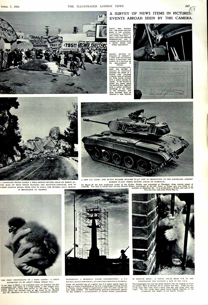 Old Vintage Print 1951 Baby Cahoq Chick Zoo Bomb Shelter Angeles U.S Tank 20th