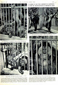 Old Vintage Print 1951 Orang-Utans Surabaya Zoo Java Male Female Animals 20th