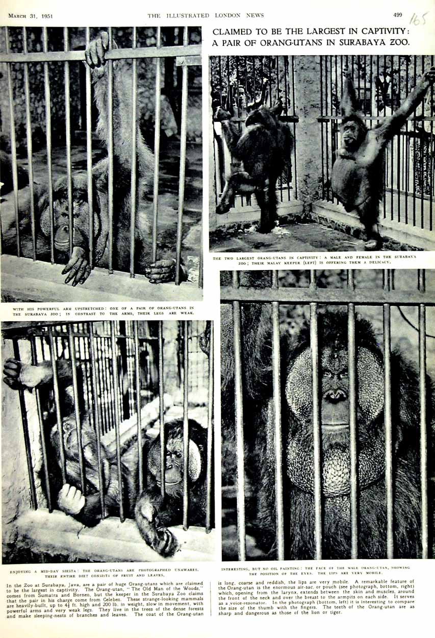 Old Vintage Print 1951 Orang-Utans Surabaya Zoo Java Male Female Animals 20th