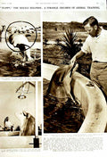 Old Vintage Print 1951 Flippy Docile Dolphin Adolf Brown Florida America 20th