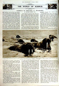 Original Old Vintage Print 1951 R.A.F Jet Bomber Skymaster Air Crash Walruses