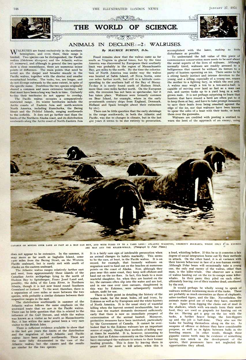 Original Old Vintage Print 1951 R.A.F Jet Bomber Skymaster Air Crash Walruses