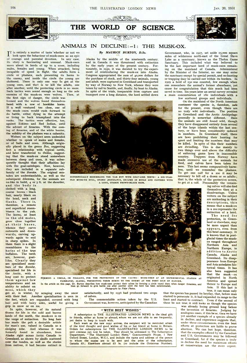 Old Vintage Print 1951 Glasgow University Lord Boyd Maccormick Musk Oxen 20th