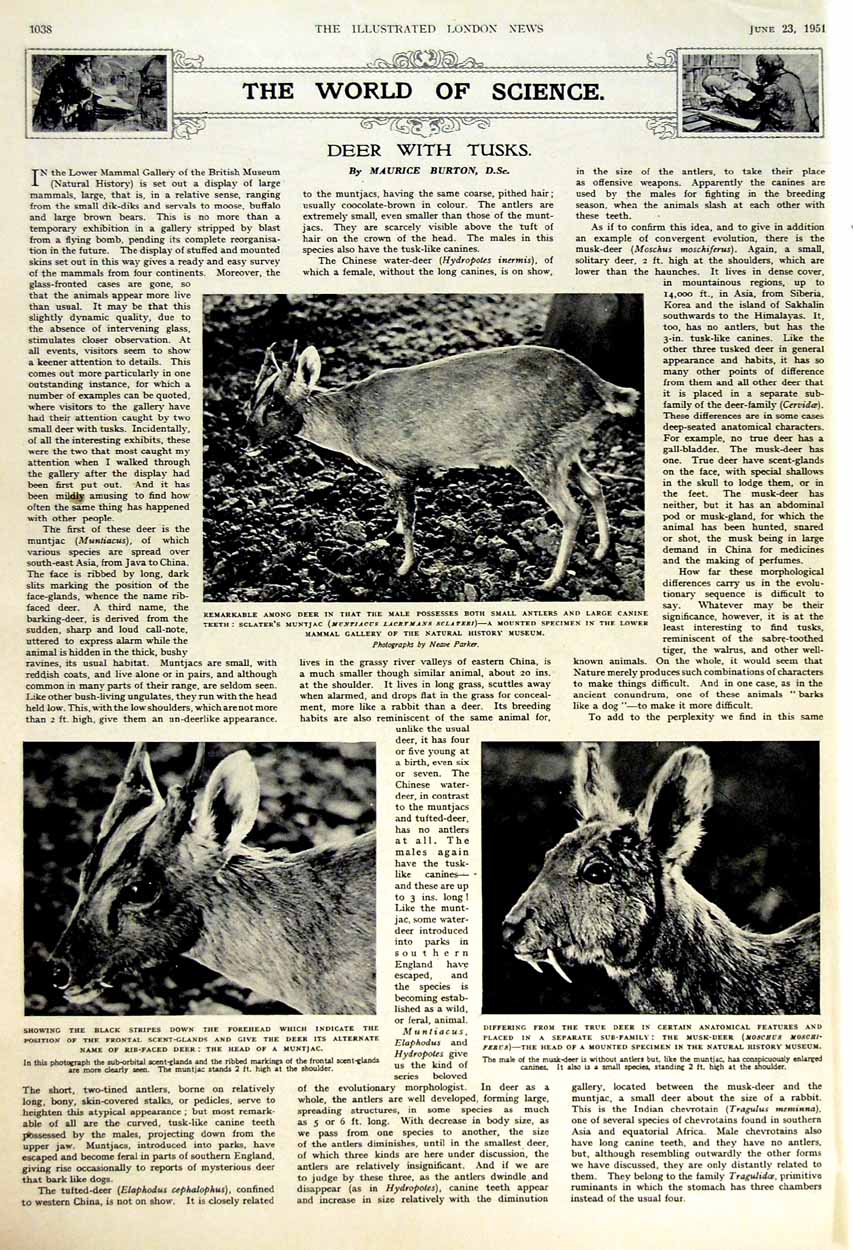 Old Vintage Print 1951 Battersea Airline Vickers-Armstrong Jet Muntjac 20th