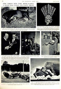 Antique Old Print 1951 Queen Mary Mcneil Princess Anne Shawcross Zoo Cars 20th