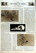 Original Old Vintage Print 1951 Indo-China War Vietnam Siers Science Moorhen