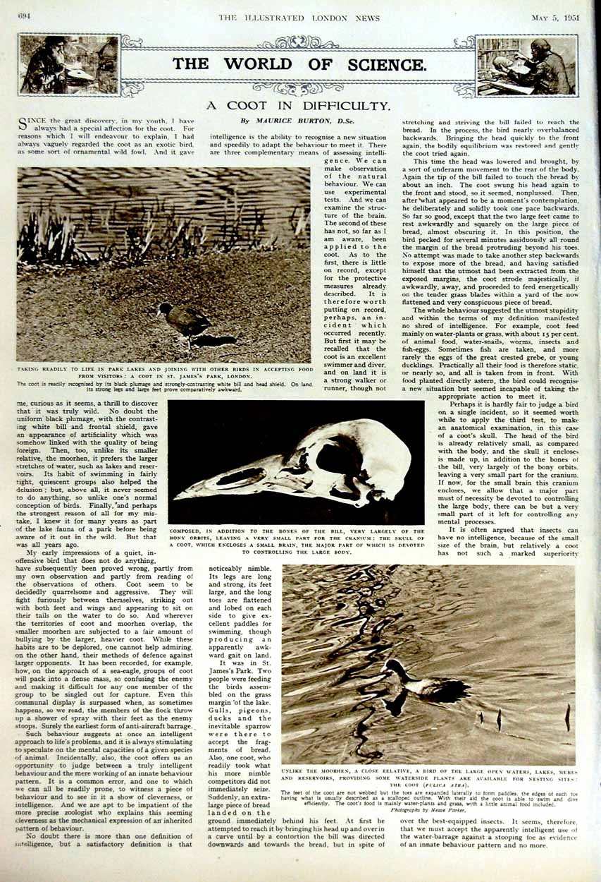 Original Old Vintage Print 1951 Indo-China War Vietnam Siers Science Moorhen