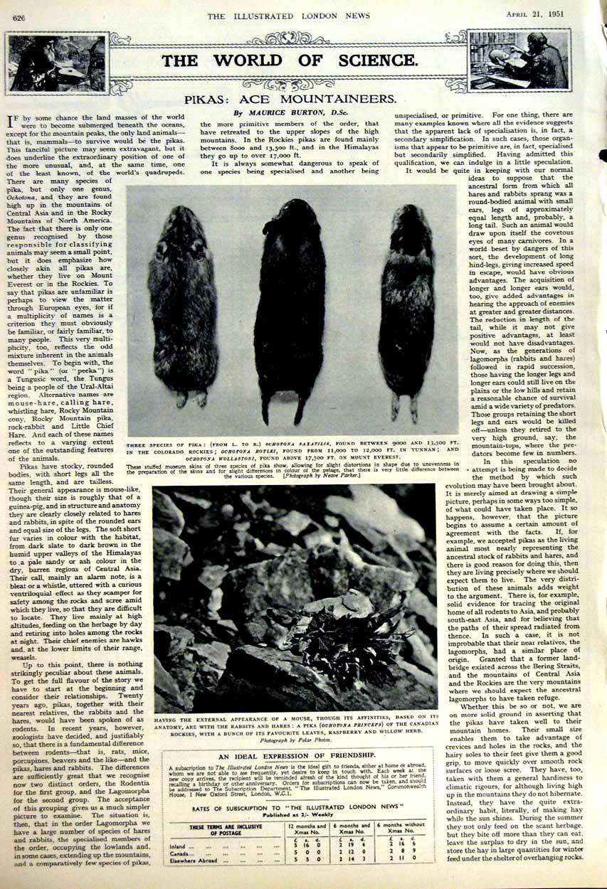 Antique Old Print 1951 Loyal London Ship Model Museum London Pikas Yunnan 20th