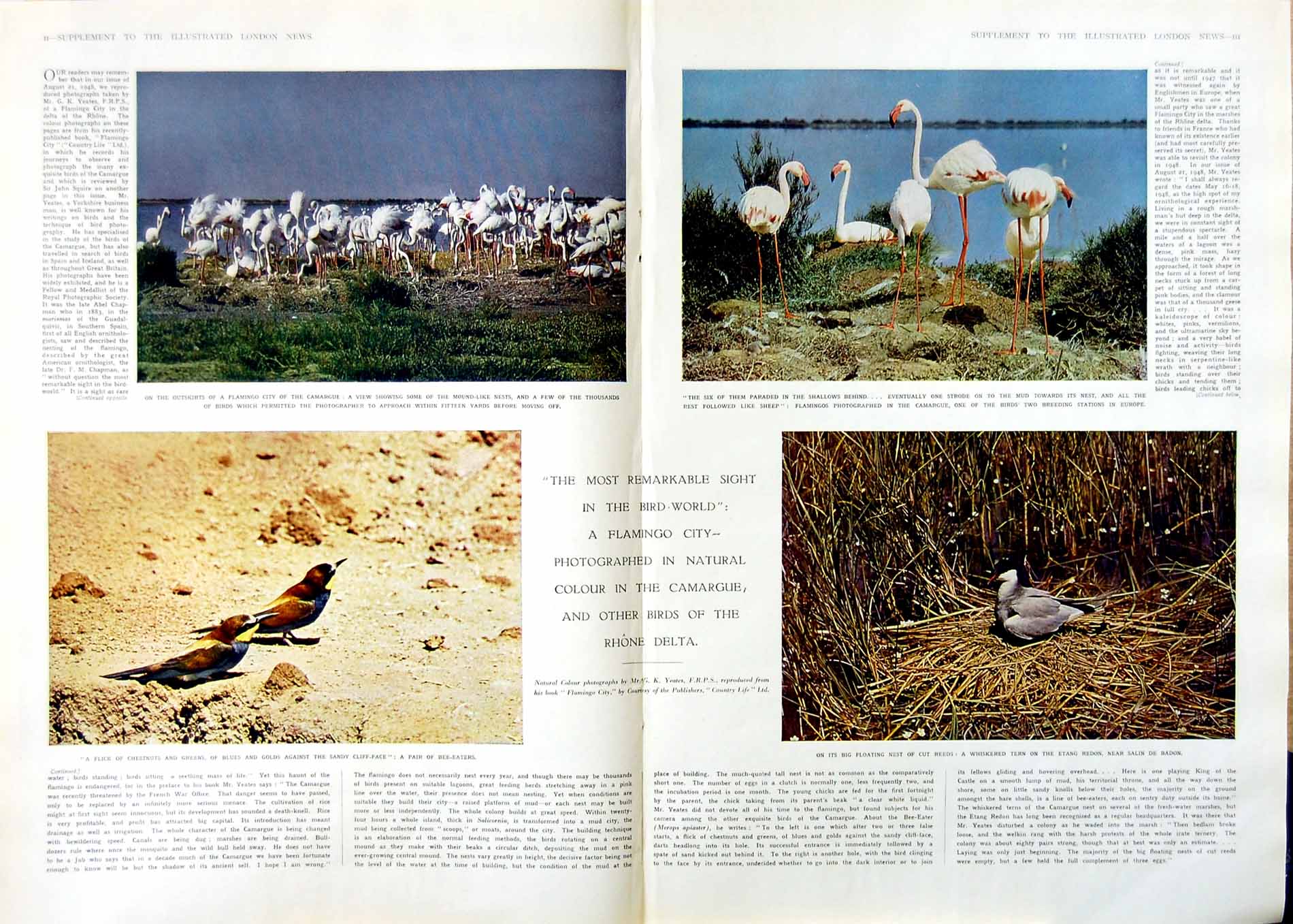Original Old Vintage Print 1951 Rhone Delta Flamingo City Lord Montgomery War