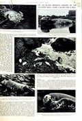 Original Old Vintage Print 1951 Atlantic Seal Cow Bull Nature Museum Rossetti