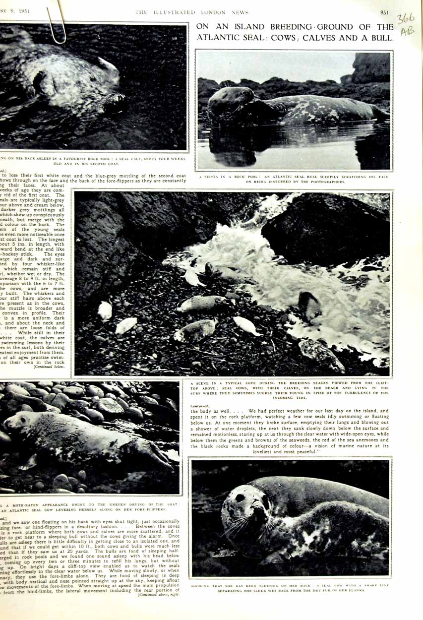 Original Old Vintage Print 1951 Atlantic Seal Cow Bull Nature Museum Rossetti