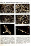 Old Vintage Print 1951 Nightjar Birds Prey Nature Toulouse-Lautrec Art 20th