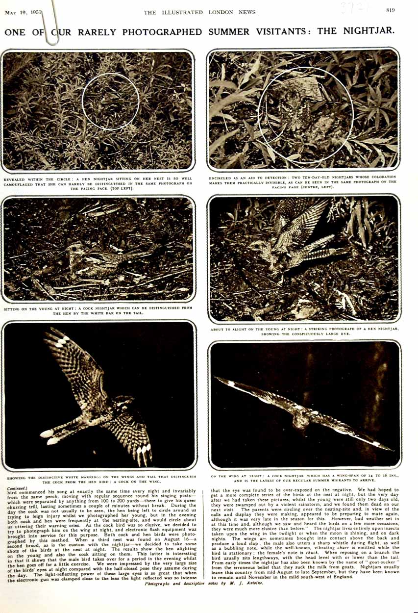 Old Vintage Print 1951 Nightjar Birds Prey Nature Toulouse-Lautrec Art 20th