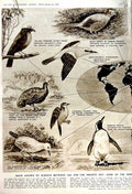 Old Vintage Print 1951 Birds Helmet-Shrike Pheasant Gilberti Picathartes 20th