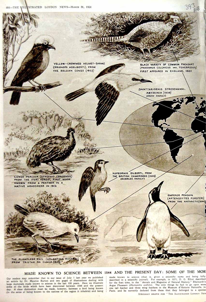 Old Vintage Print 1951 Birds Helmet-Shrike Pheasant Gilberti Picathartes 20th