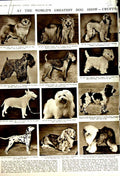 Old Vintage Print 1951 Crufts Dog Show Maltese Terrier Dalmation Medusa 20th
