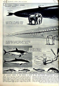 Old Vintage Print 1951 Blue Whale Shark Dolphin Porpoise Madonna Child 20th
