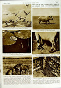 Original Old Vintage Print 1950 Bats Belfrey Serengeti Lion Tubingen Pelicans