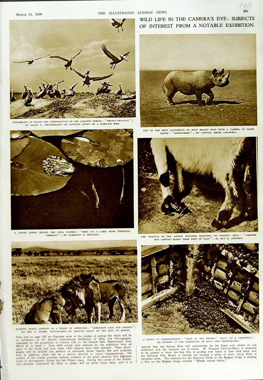 Original Old Vintage Print 1950 Bats Belfrey Serengeti Lion Tubingen Pelicans