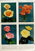 Old Vintage Print 1950 Princess Elizabeth Prince Charles Flowers Miami 20th