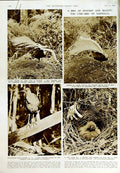 Original Old Vintage Print 1950 Lyre Bird Australia Nature Tail Feathers Smith