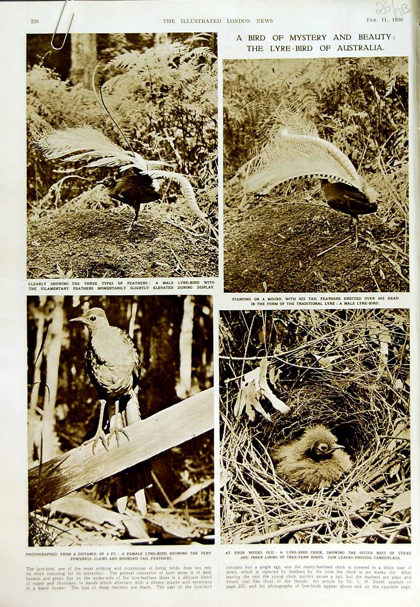 Original Old Vintage Print 1950 Lyre Bird Australia Nature Tail Feathers Smith