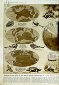 Old Vintage Print 1950 Chart World Geological Systems Animals Human Race 20th