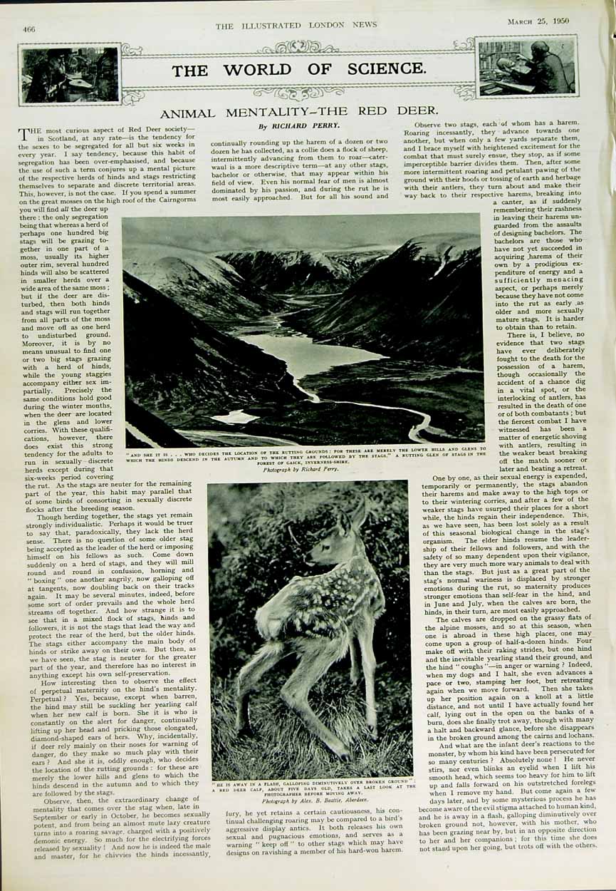 Antique Old Print 1950Yacht Isabel Ship Franklin Red Deer Gaick Inverness 20th