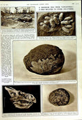 Original Old Vintage Print 1950 Dinosaur Egg Tanganyika Fossil Archaeology Gobi