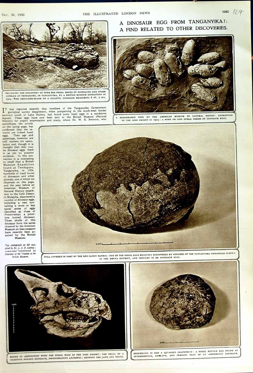 Original Old Vintage Print 1950 Dinosaur Egg Tanganyika Fossil Archaeology Gobi