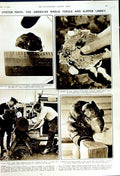Original Old Vintage Print 1950 Oysters American Whelk Tingle Slipper Limpets
