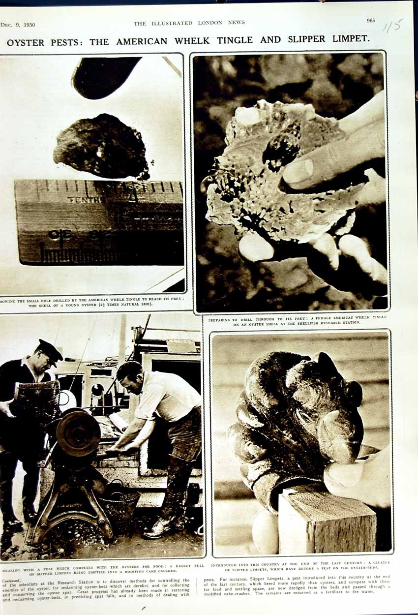 Original Old Vintage Print 1950 Oysters American Whelk Tingle Slipper Limpets