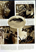 Old Vintage Print 1950 Shrimp Tunisia Zoologists Oxford Arabs Scientist 20th