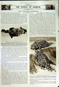 Original Old Vintage Print 1950 Canadian Dinosaur Scolosaurus Archaeology 20th