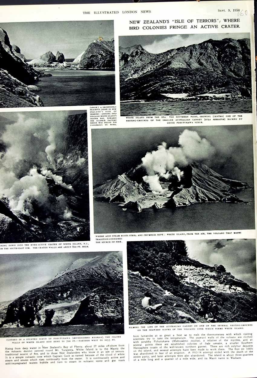 Old Vintage Print 1950 New Zealand Pohutukawa White Island Volcano Maori 20th