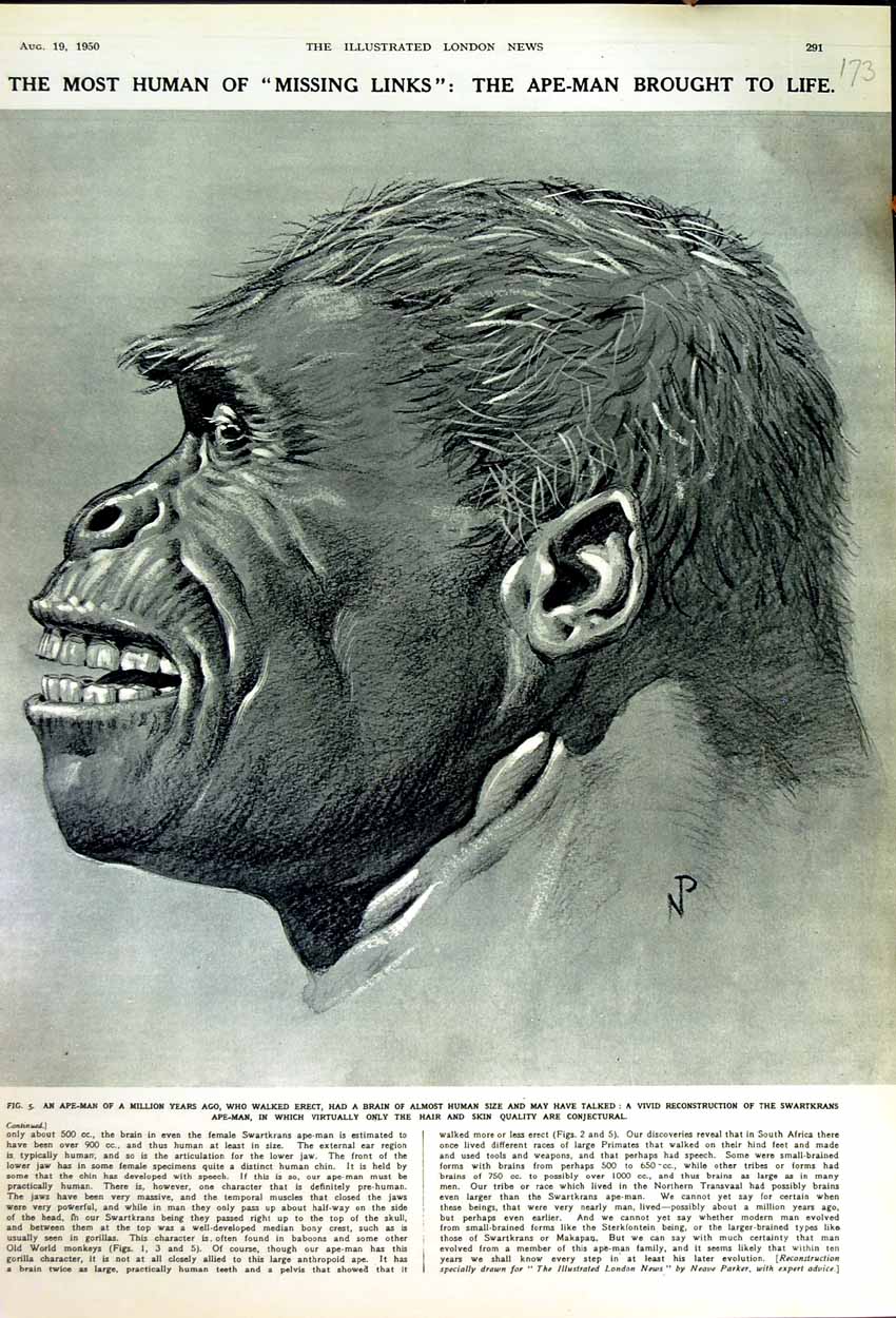 Original Old Vintage Print 1950 Ape-Man Reconstruction Swartkrans Drawing 20th