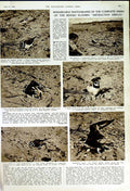 Original Old Vintage Print 1950 Ringen Plovers Birds Nature Edward Armstrong