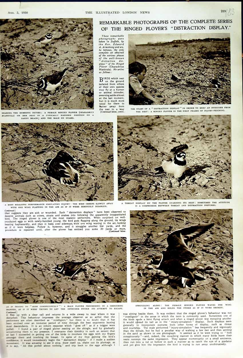 Original Old Vintage Print 1950 Ringen Plovers Birds Nature Edward Armstrong