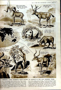 Old Vintage Print 1950 Australia Megalith-Builders Termites Queen Mary 20th